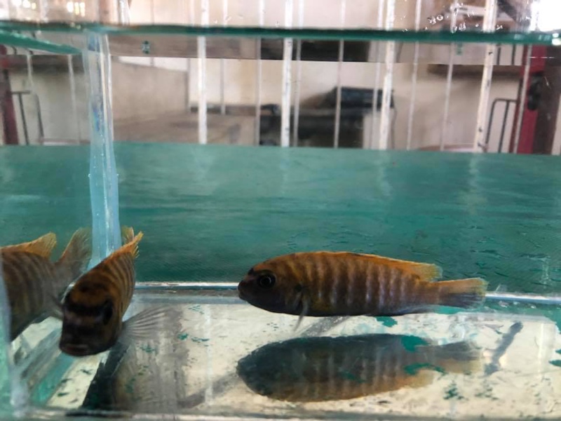 Tropheops sp. 'red fin' Londo Bay